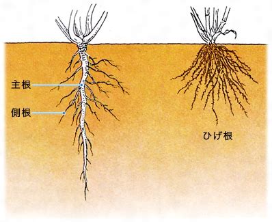 根的種類 面熱法